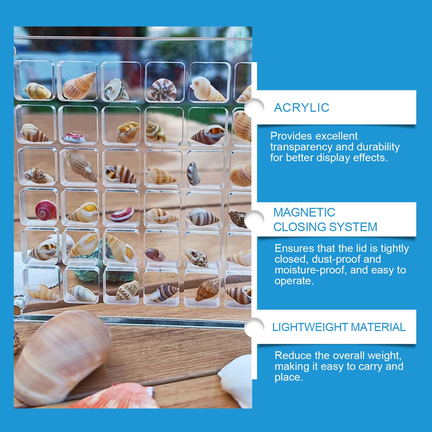 Acrylic Shell Display Case