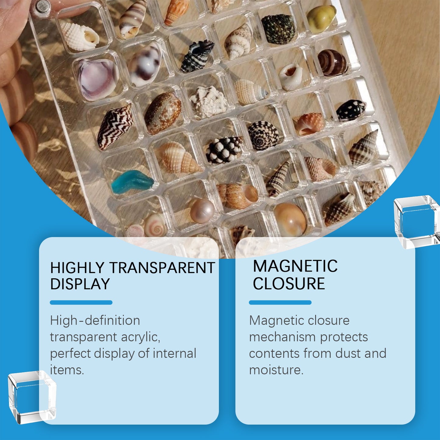 Acrylic Shell Display Case