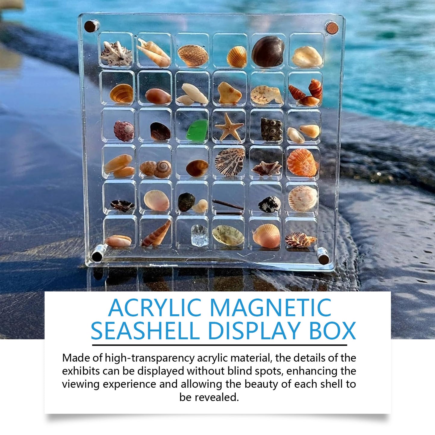 Acrylic Shell Display Case