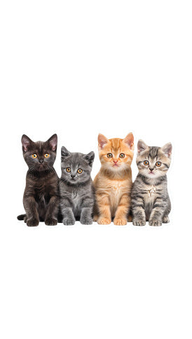 Cat Collections Wooden Puzzle